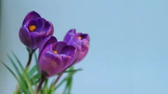 Flowers Blooming Timelapse