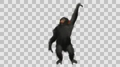 Swinging Chimpanzee- Front View - Embedded Alpha