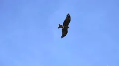 large falcon bird flying in slow motion. wildlife animals background. hawk eagle