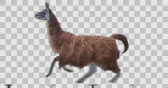 Red llama running. Animal isolated and includes alpha channel.