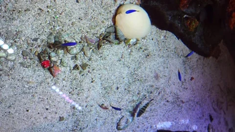 0615(11) Stock Footage 317998758