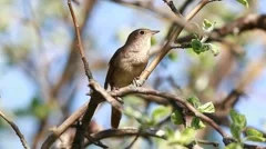Male Thrush Nightingale (Luscinia luscinia). The bird sings a spring song.