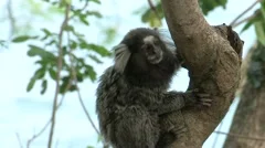Marmoset monkey's close up on a branch in natural habitat.