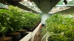 Marijuana  / Cannabis Grow Operation - Dolly Shot
