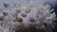 Fast-Pulse Xenia, xenia soft coral polyps