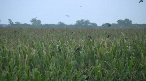 06222010 Stock Footage 855409