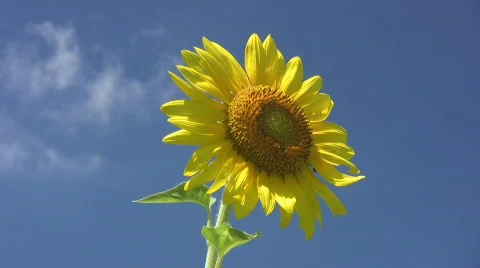 06222010 Stock Footage 855447