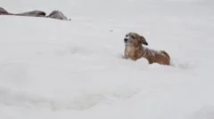 Winter  playing in the snow with a  Dog