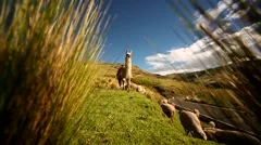 Lama flock in Andes Mountains. Peru, South America