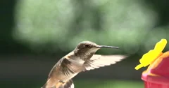 Hummingbird Feeding in 4K Slow Motion at 120fps