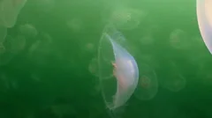 Greater jellyfish in the green waters of the sea.