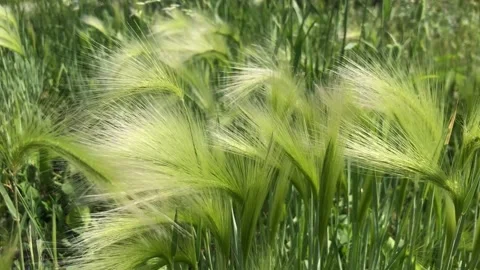 06272021150733 Stock Footage 156511560