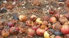 Organic waste. Rotting apples