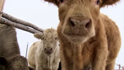 063 A cow eats feed from a trough at a ranch farm in winter. Video stock 170358723