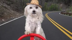 4K Funny Adorable Dog Wears Straw Hat Drives Country Road Paws On Steering Wheel