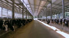 Cows on a indoor farm - aerial view.