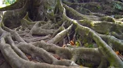 Tangle of Enormous Tree Roots on Jungle Floor, with Sound