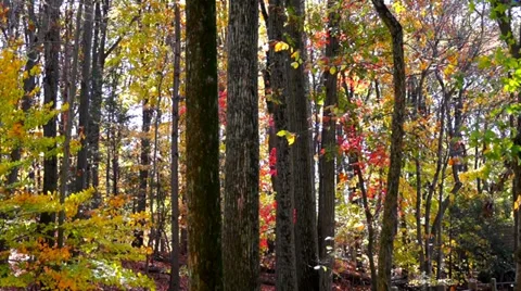 0638  In the woods Stock Footage 35746078