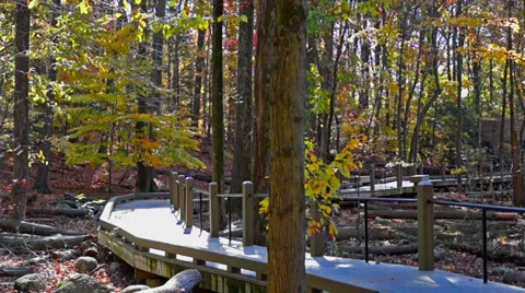 0639 Trees In the woods Stock Footage 35745498