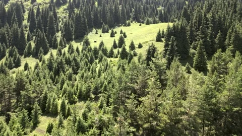 064 Video stock 246088280