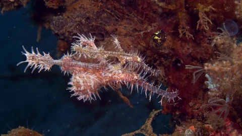064 - Ornate Ghost Pipefish in Lembeh - Indonesia Stock Footage 77423925