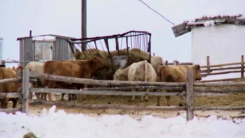 064 White cows eat feed from a feeder on a ranch farm in winter on the snow. 스톡 동영상 170358698