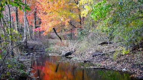 0640  Fall In the woods Stock Footage 35742445
