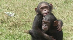 Cameroon, two chimp baby hug