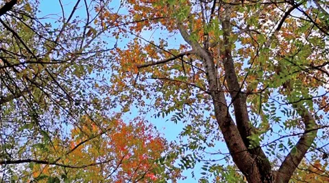 0641  Fall In the woods Stock Footage 35744171