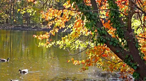 0642  Autumn comes to forests Stock Footage 36786291