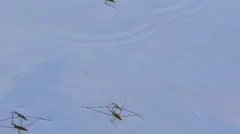Water Striders Running on Lake Surface - Insects on Water Closeup