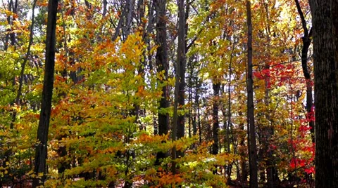0643  Autumn comes to forests Stock Footage 36786387
