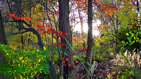 0644  Autumn comes to forests Stock Footage 36785374