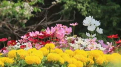 Landscaped flower garden with lots of colorful blooms, HD vdo.