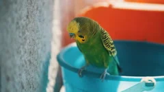 home budgerigar closeup sitting on a bucket and chirps