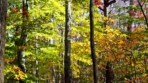0646  Autumn comes to forests Stock Footage 36786528