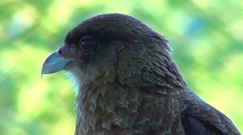 0647  Bird with menacing look Stock Footage 35795707