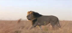 Wild Lion King