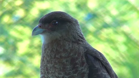 0648  Bird with menacing look Stock Footage 35795698