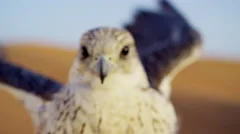 Bird of prey in close up in Dubai desert