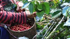 Ripe cherries Coffee Beans are either harvested by hand