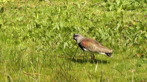 0651  Small bird on a green floor Stock Footage 35802537