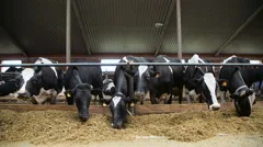 Breeding dairy cows on a cattle farm