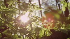SLOW MOTION CLOSEUP: Sun shining through tree leaves fluttering in summer breeze