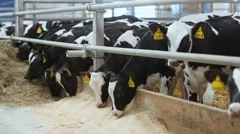 cows on the farm during feeding