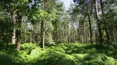 Pine forest in England