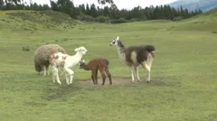 Young Llamas Brush on Older Ones.