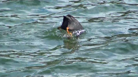 0654  Bird swimmer dives Stock Footage 35802438