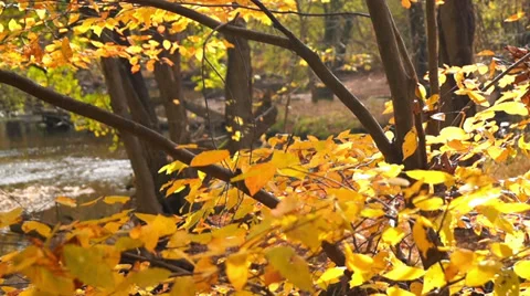 0657  Fall In the woods Stock Footage 36782695