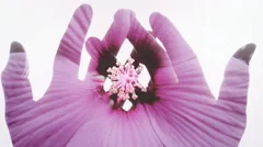 Hands silhouette hibiscus flower DE